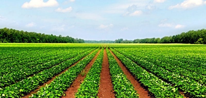 اجاره زمین کشاورزی در ترکیه