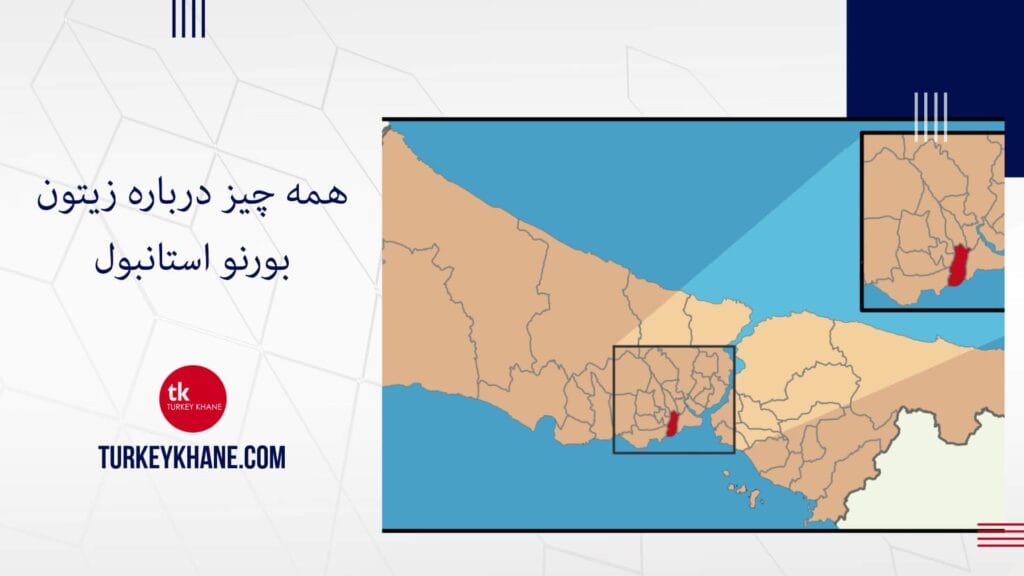 همه چیز درباره زیتون بورنو استانبول